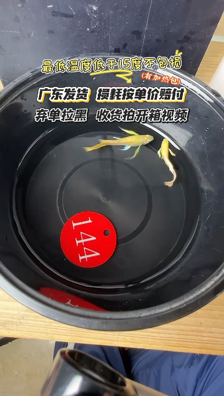 孔雀鱼144 黄金一对