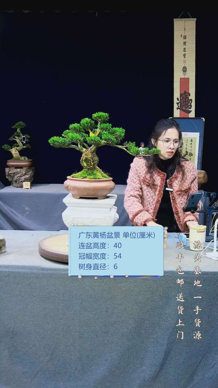 【闪购商品】雀舌黄杨盆景雀舌黄杨盆景