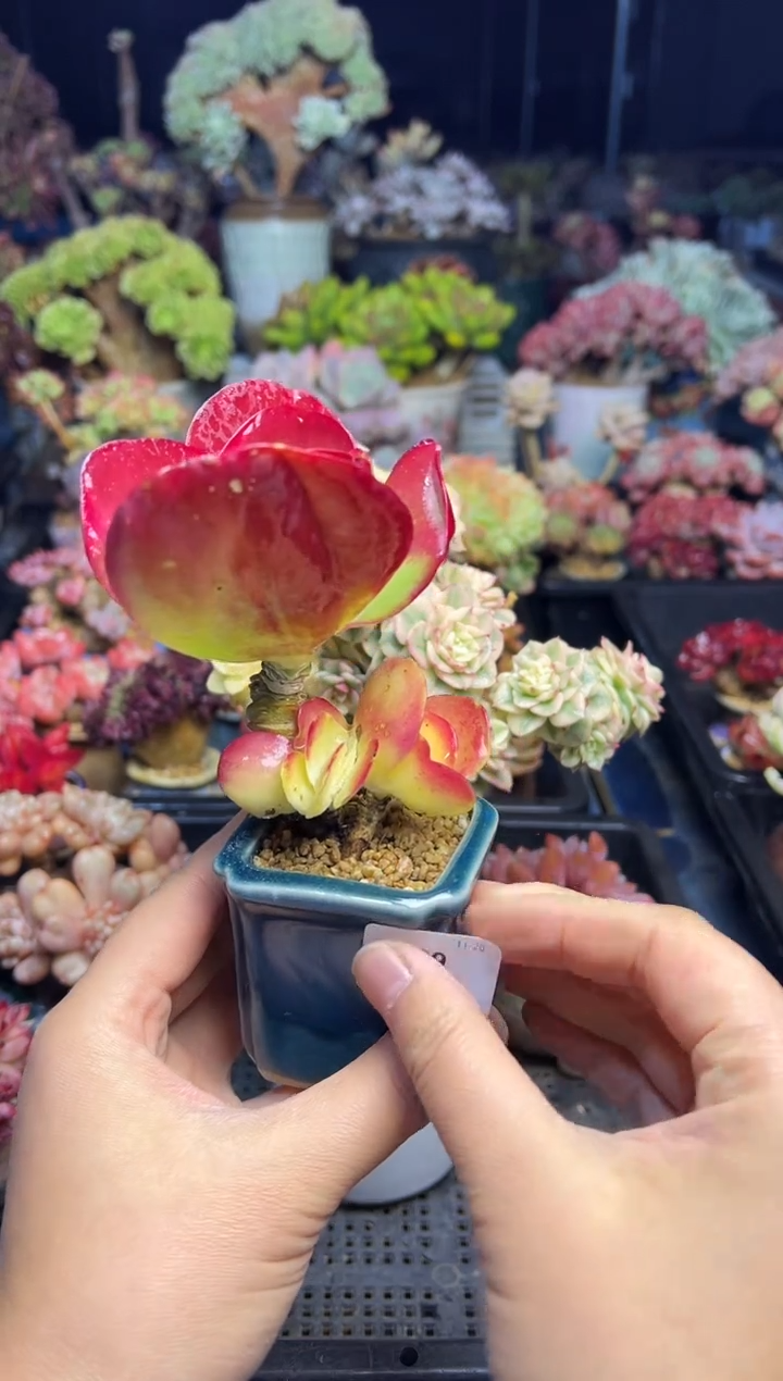 飘339                带盆