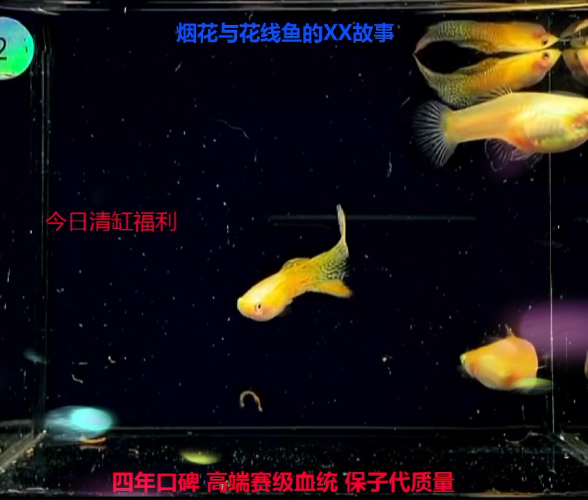 孔雀鱼哇*咔黄化黄蕾丝顶剑练手2对