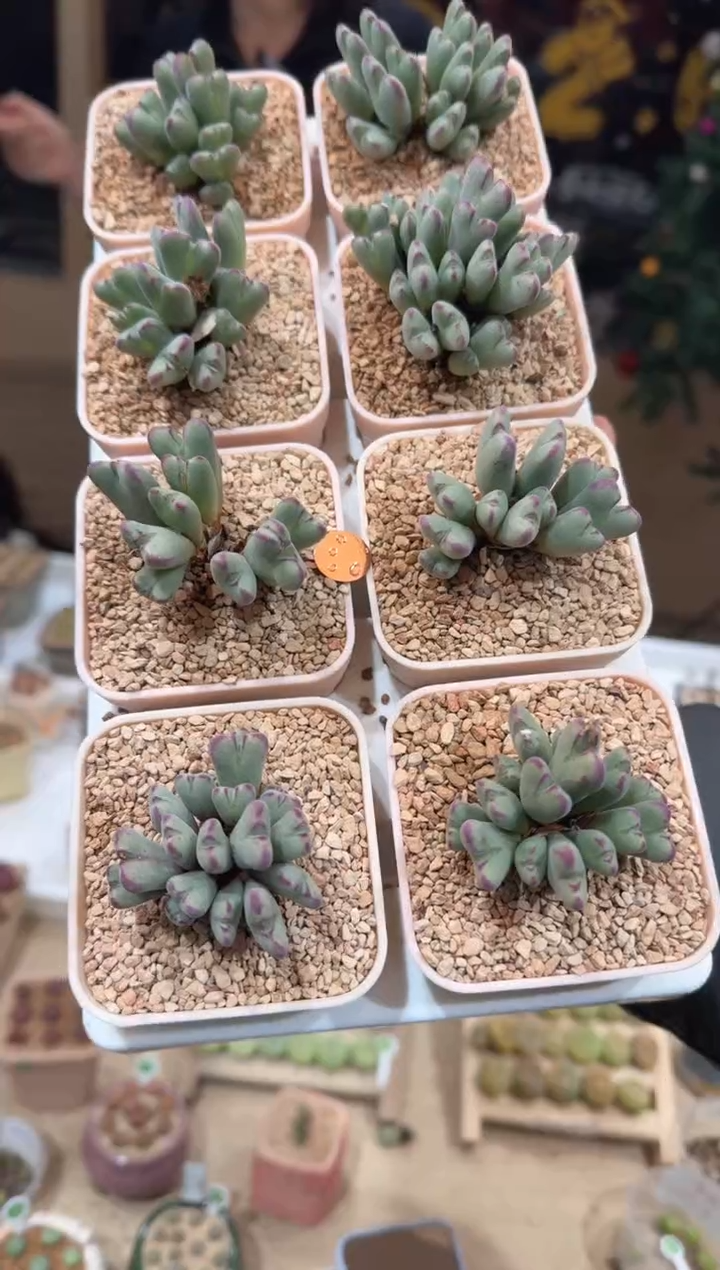 157多肉植物肉锥一群