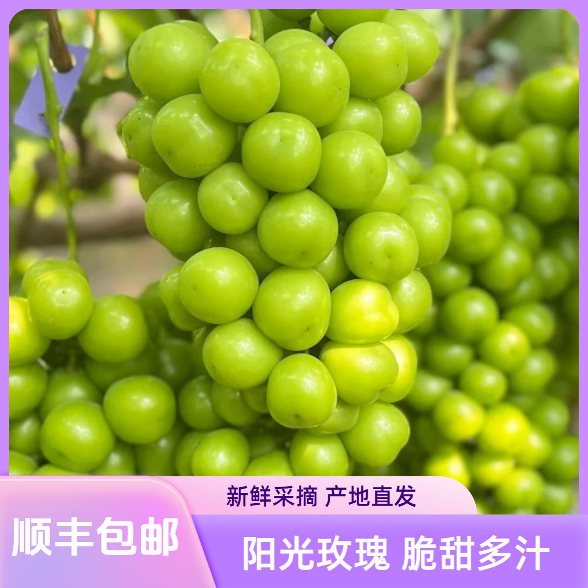 【顺丰包邮】阳光玫瑰10斤鲜甜多汁新鲜采摘应季水果产地直发