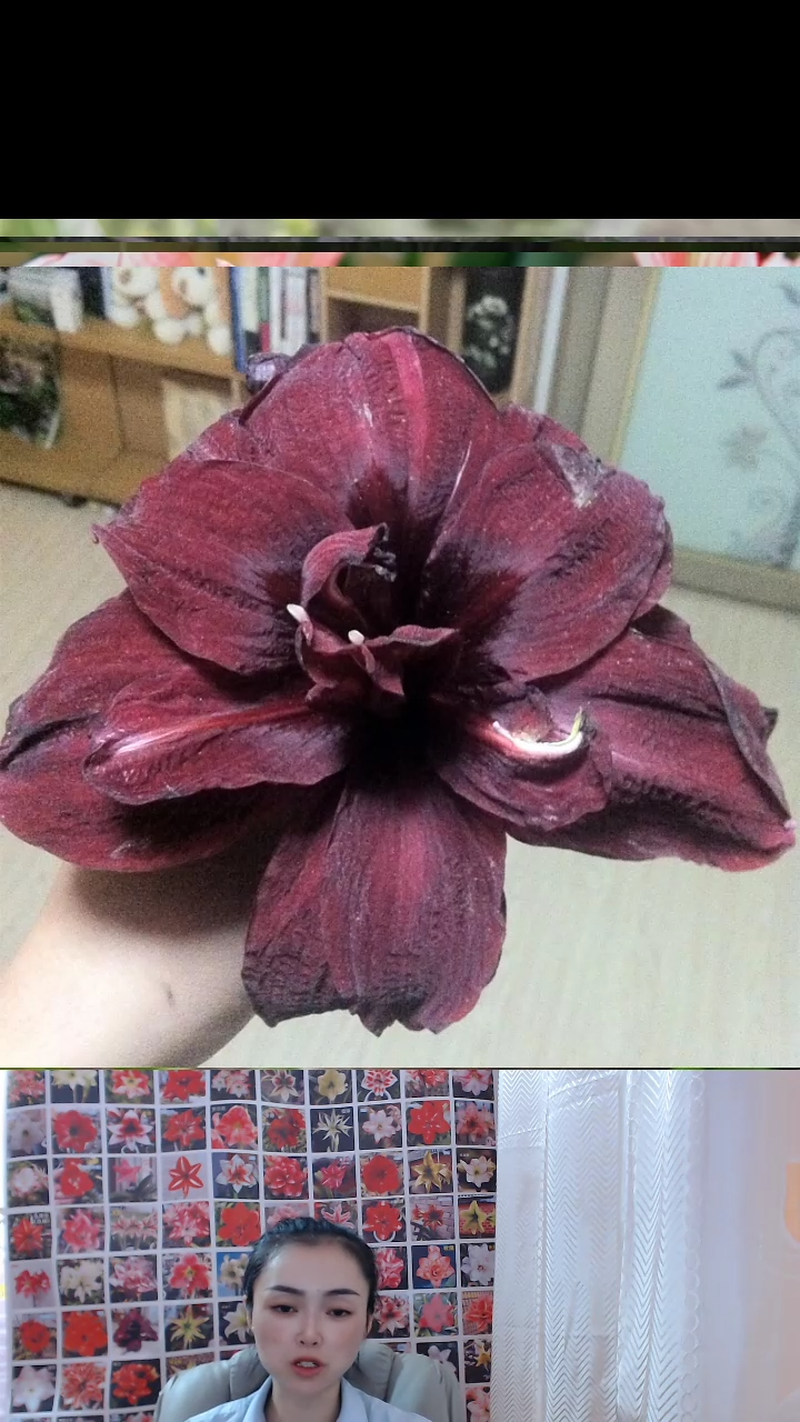 朱顶红绣球小球带土