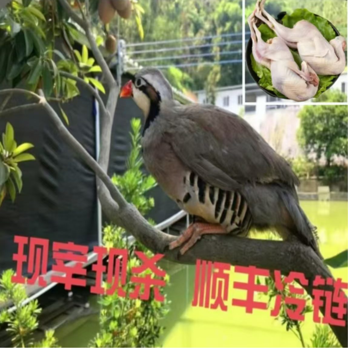 【拍2只送2只】 顺丰冷链配送  4只现宰现杀呱呱鸡 咕咕鸡  