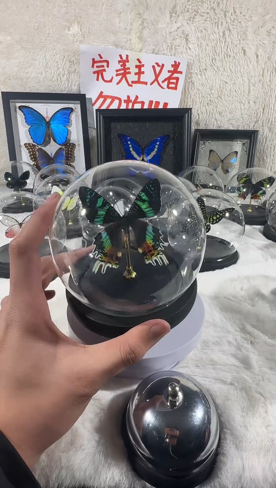 木太阳蛾水晶球   