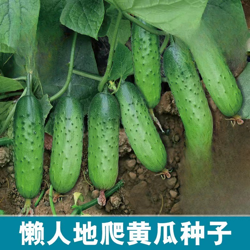 【满5元包邮】满地爬黄瓜种子水果黄瓜种孑不搭架简单盆栽青瓜春