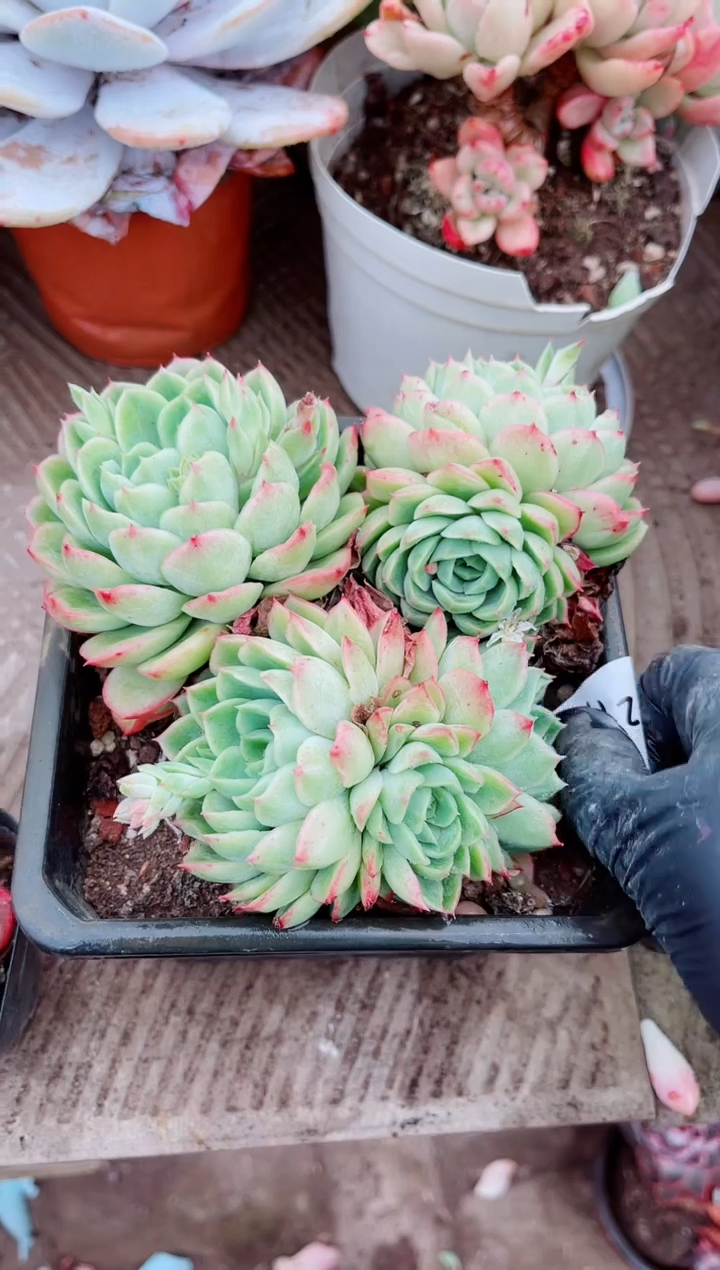 【闪购商品】07271