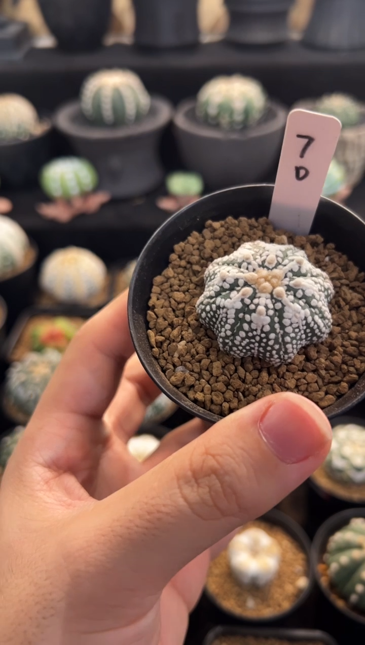 蓝**?实生根星兜编码70