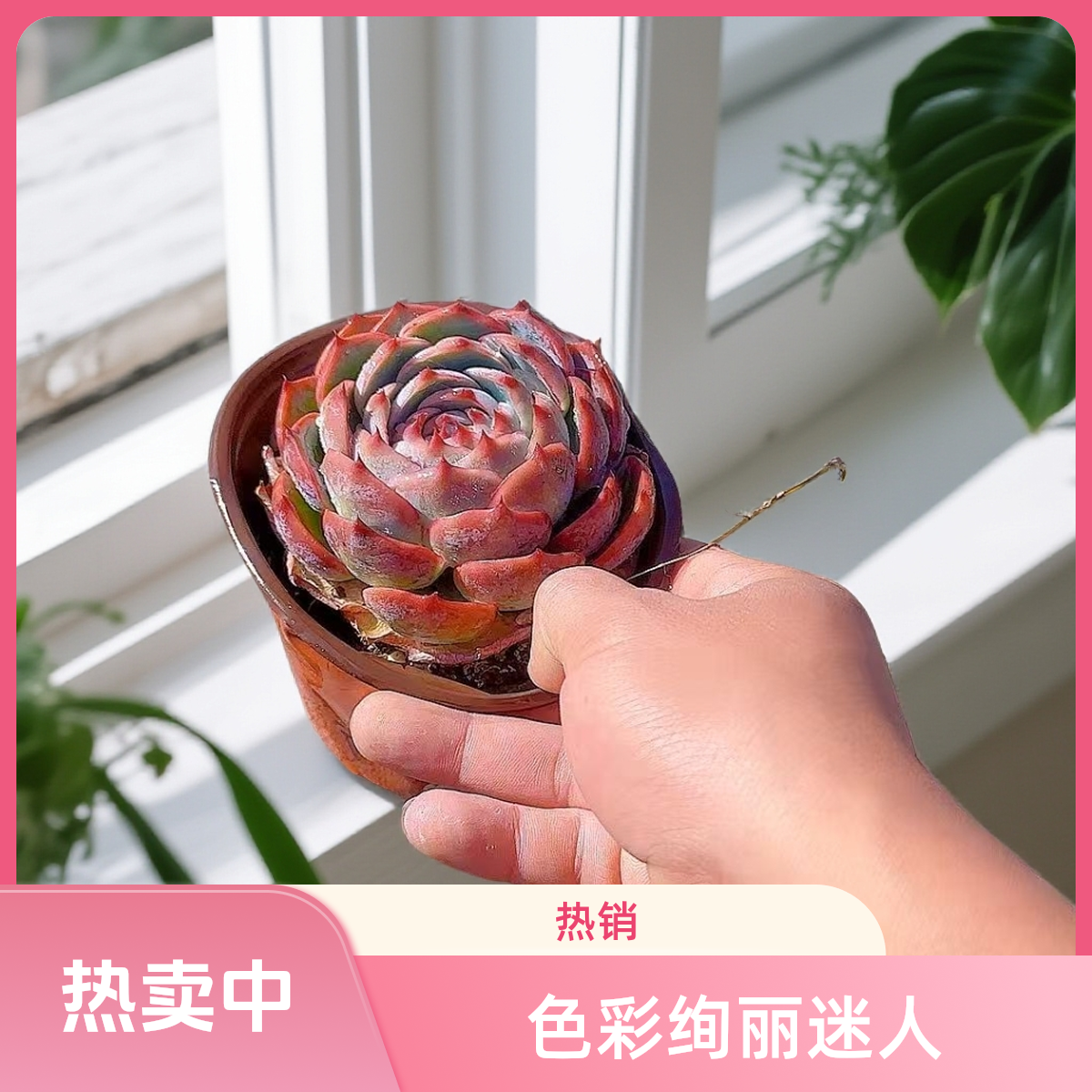 惊鸿娃娃脱土  灵峰多肉净化空气