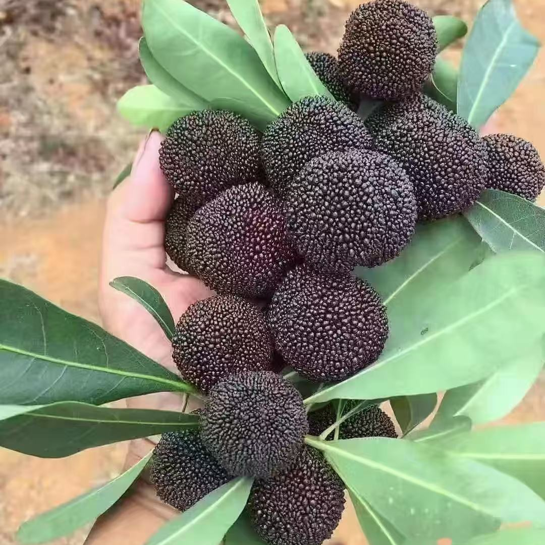 精品杨梅树，黑炭，台梅，东魁，水晶，永冠，阳台庭院别墅南北方种植