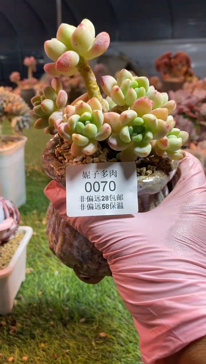 【闪购商品】0070a