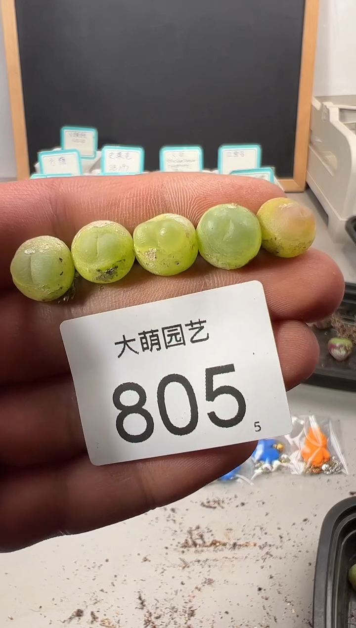 【闪购商品】++++805