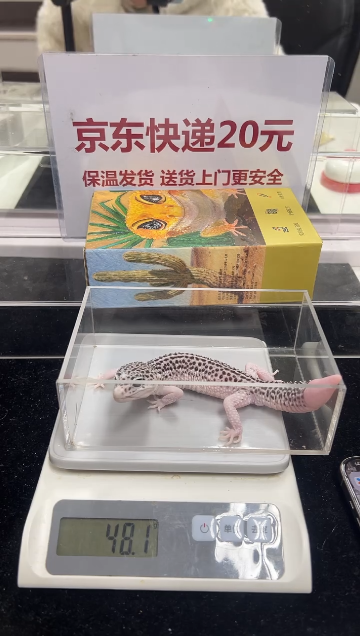 豹纹守宫036豹纹守宫