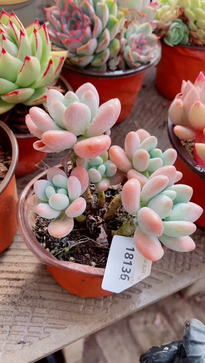 18136多肉植物一物一拍