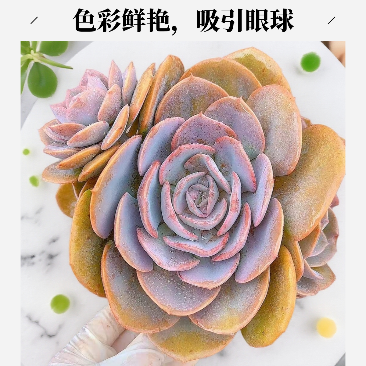 大尘埃玫瑰脱土小谢多肉拍空气多肉植物耐旱包邮  以直播展示为准