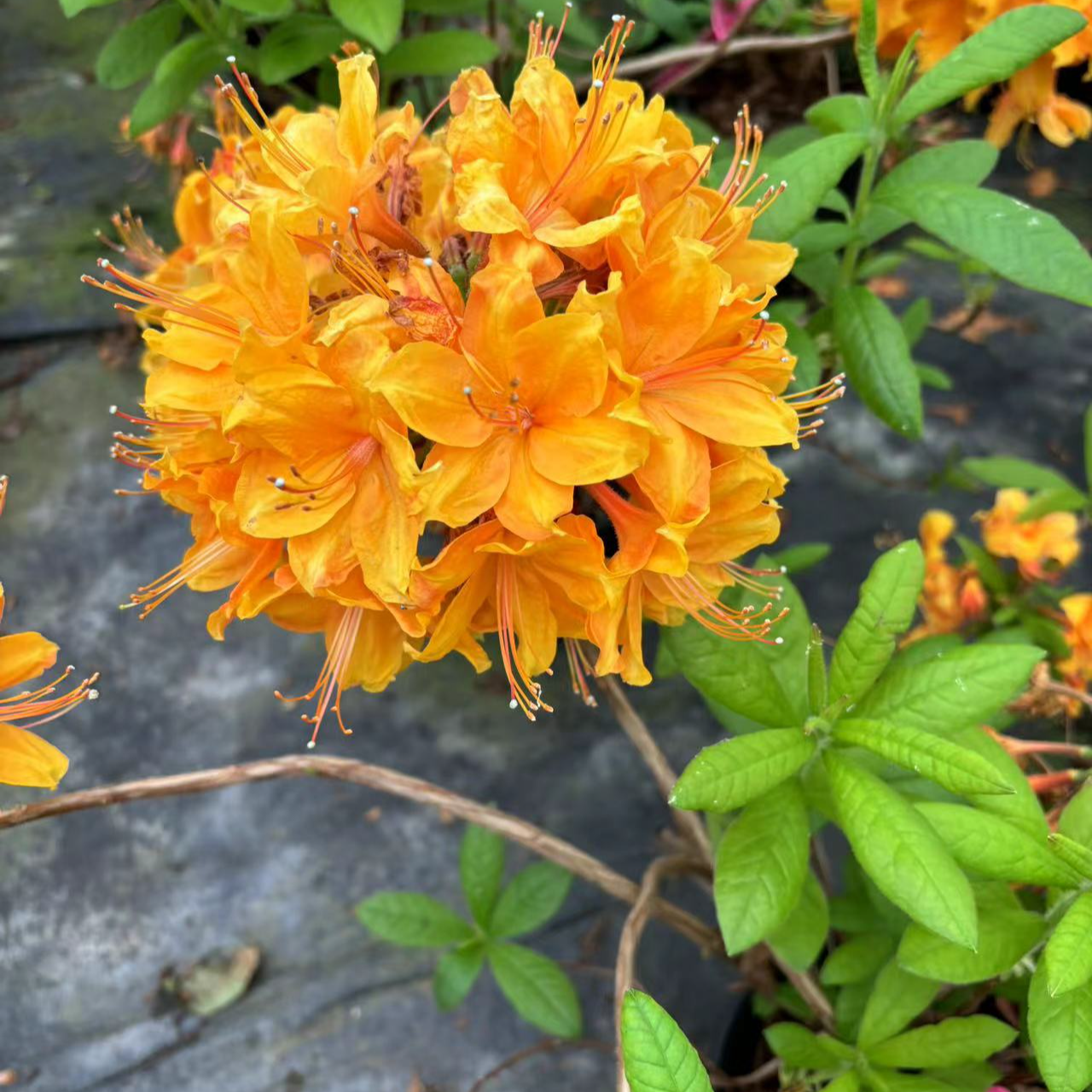 红梅园艺（金鹰）落叶杜鹃（TB9盆）品种推荐花