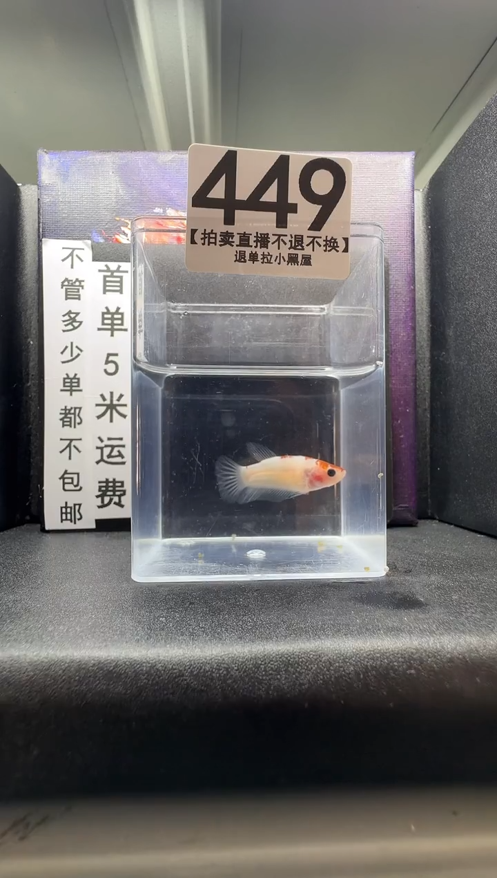 斗鱼母鱼编号：449