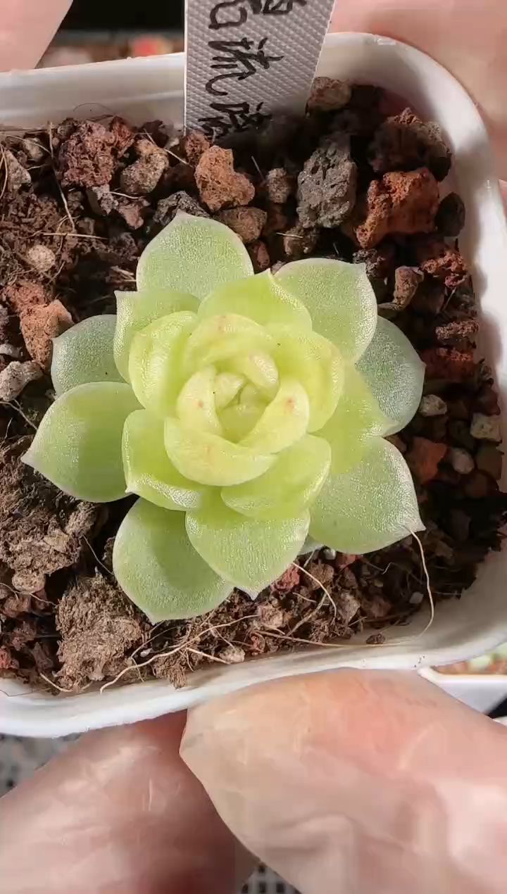 1207-59碧琉璃量拍任意发一颗多肉群生不包整