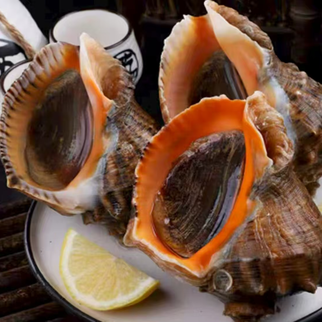 海螺新鲜直发鲜活特大海鲜超大海螺海捕直发鲜活海螺现发。3斤起