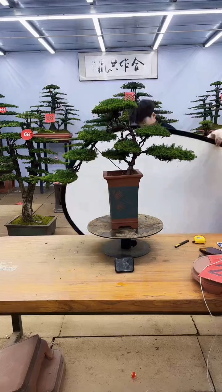 【闪购商品】高端盆景一物一拍，所见即所得