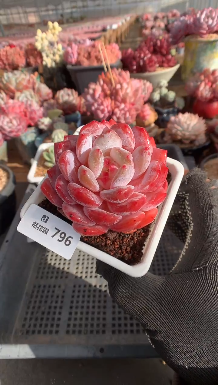 796雪天使多肉植物一物一拍