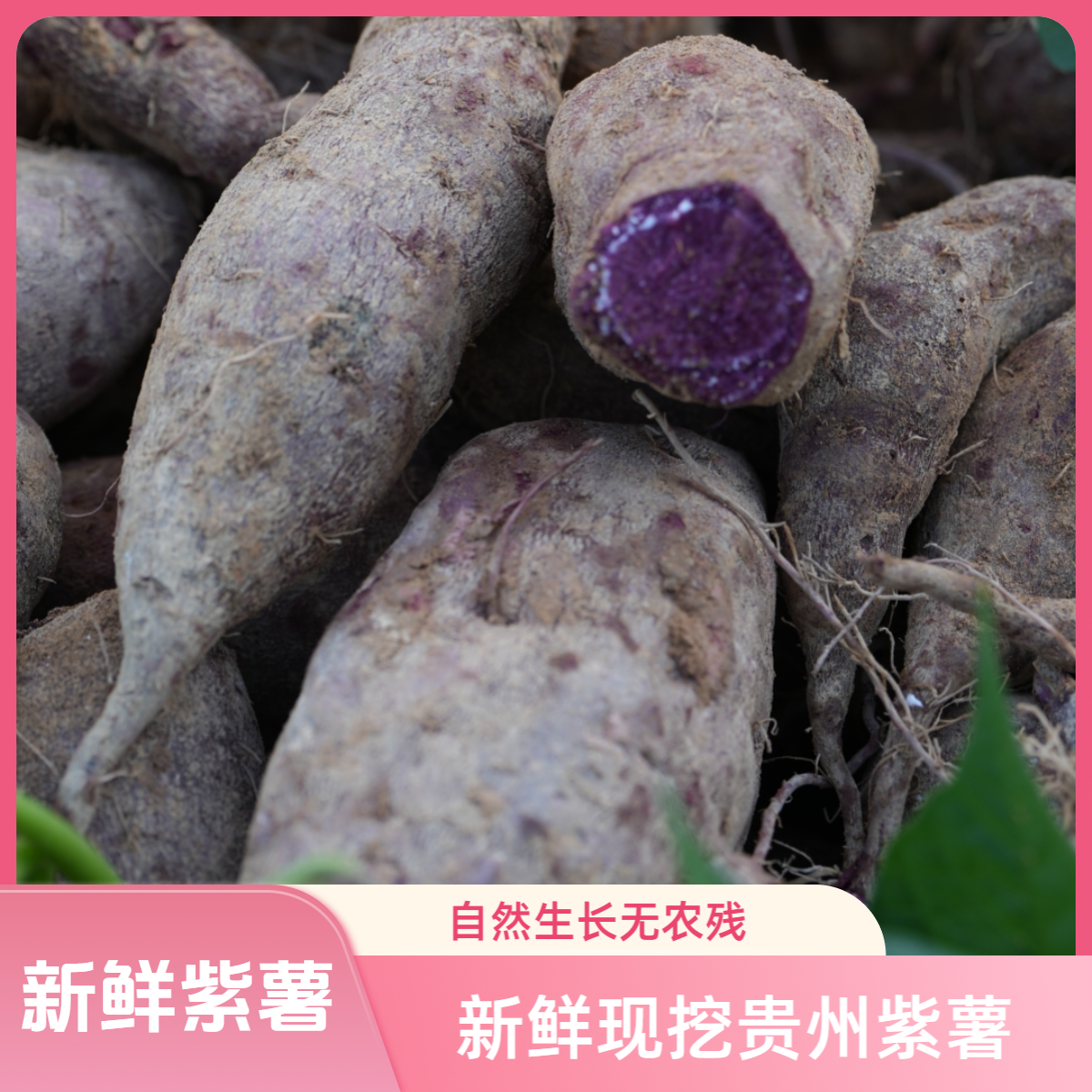 贵州黔东南高山新鲜紫薯粗粮代餐孕妇零食早餐紫薯糯香微甜