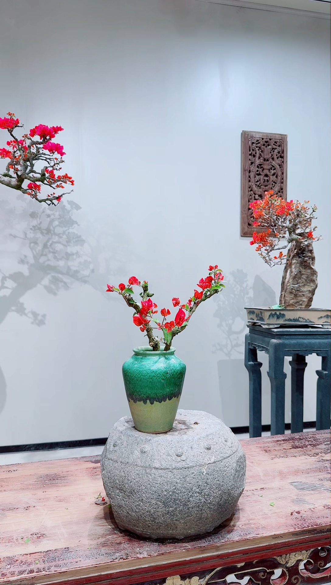 【闪购商品】盆景巴特夫人