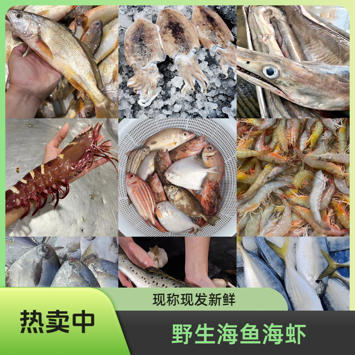 野生海捕新鲜现称海鱼海虾 直播间现改现称鱼虾