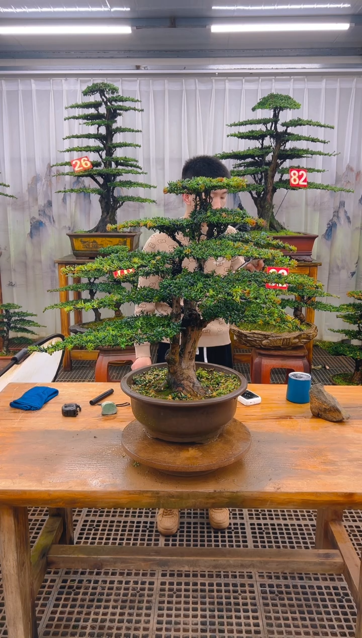 无花朵星*精品盆景直播间一物一拍