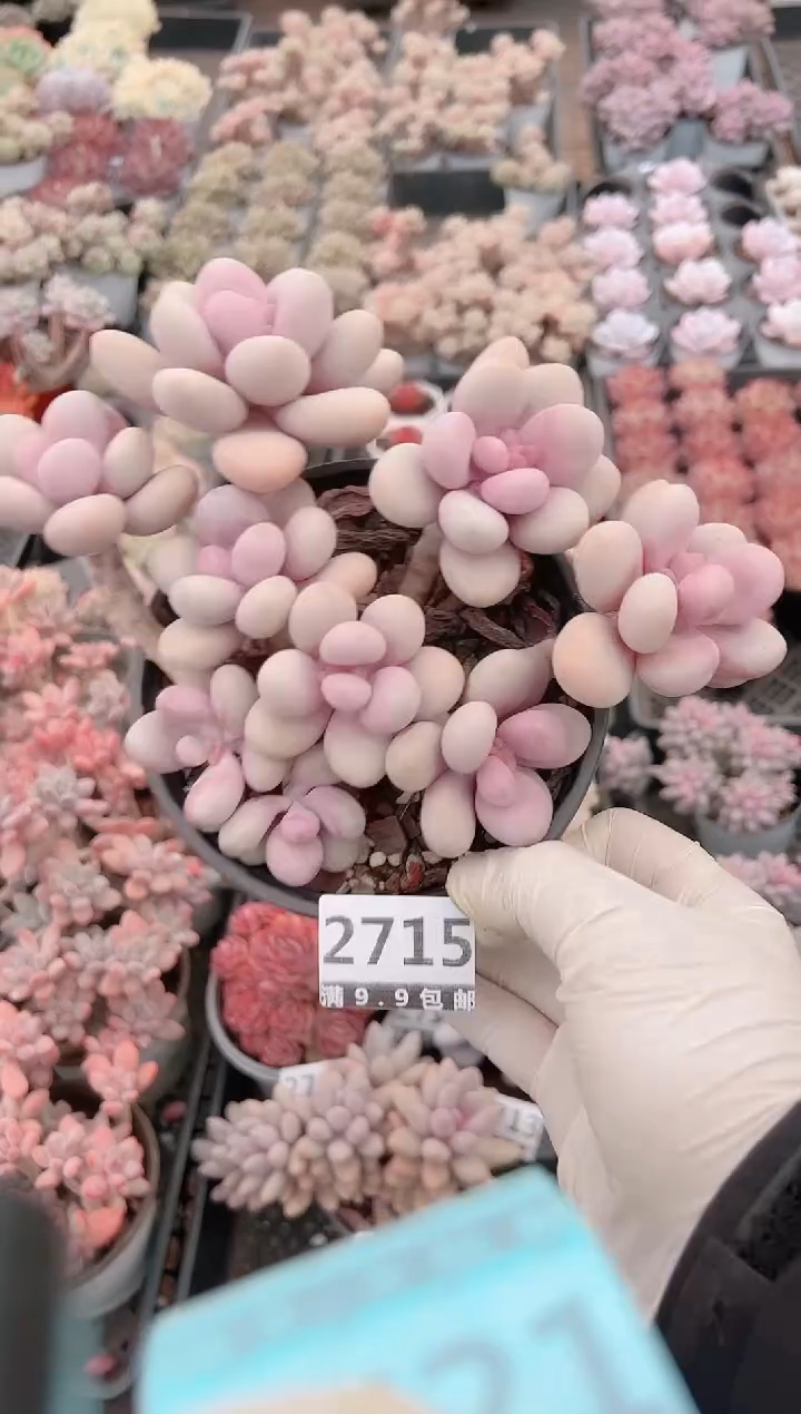 【闪购商品】信福多肉一物一拍