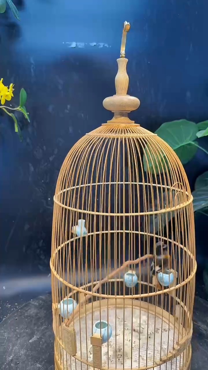 6号  北红老毛养笼0元起拍 