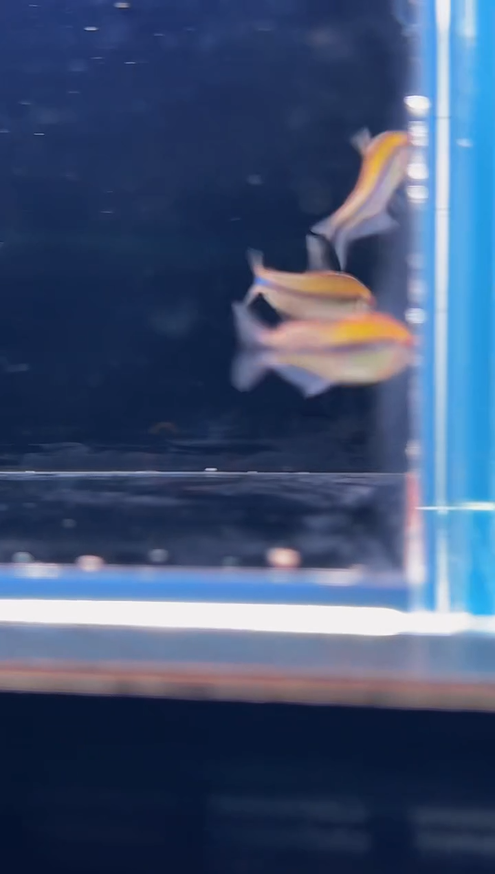 小*可灰太狼3个...