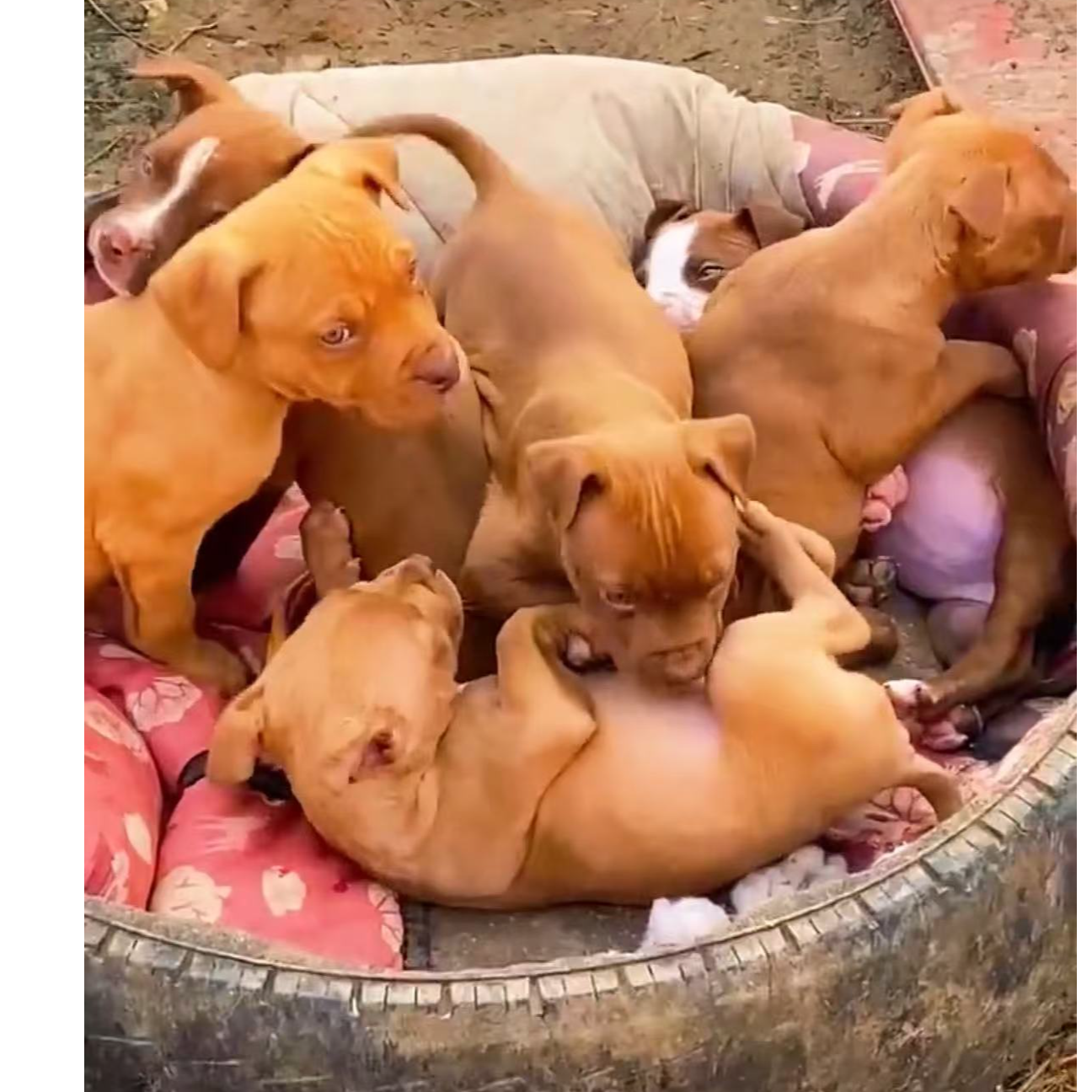 （《金豪猛犬》许姐)T狗狗活体