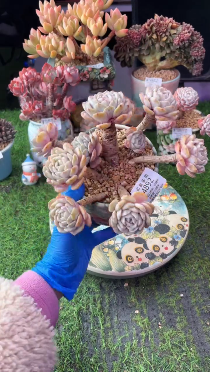 昆明印象多肉4892