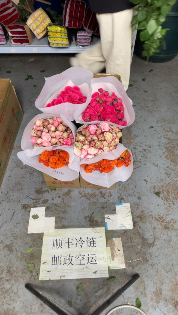 折射10枝+橙色芭比10枝+苏菲10枝