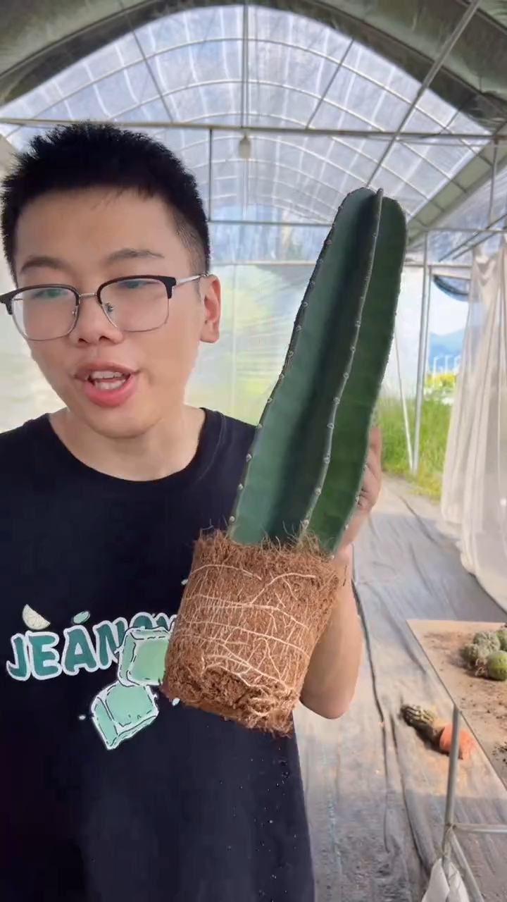 【带根】20cm+ 量天尺