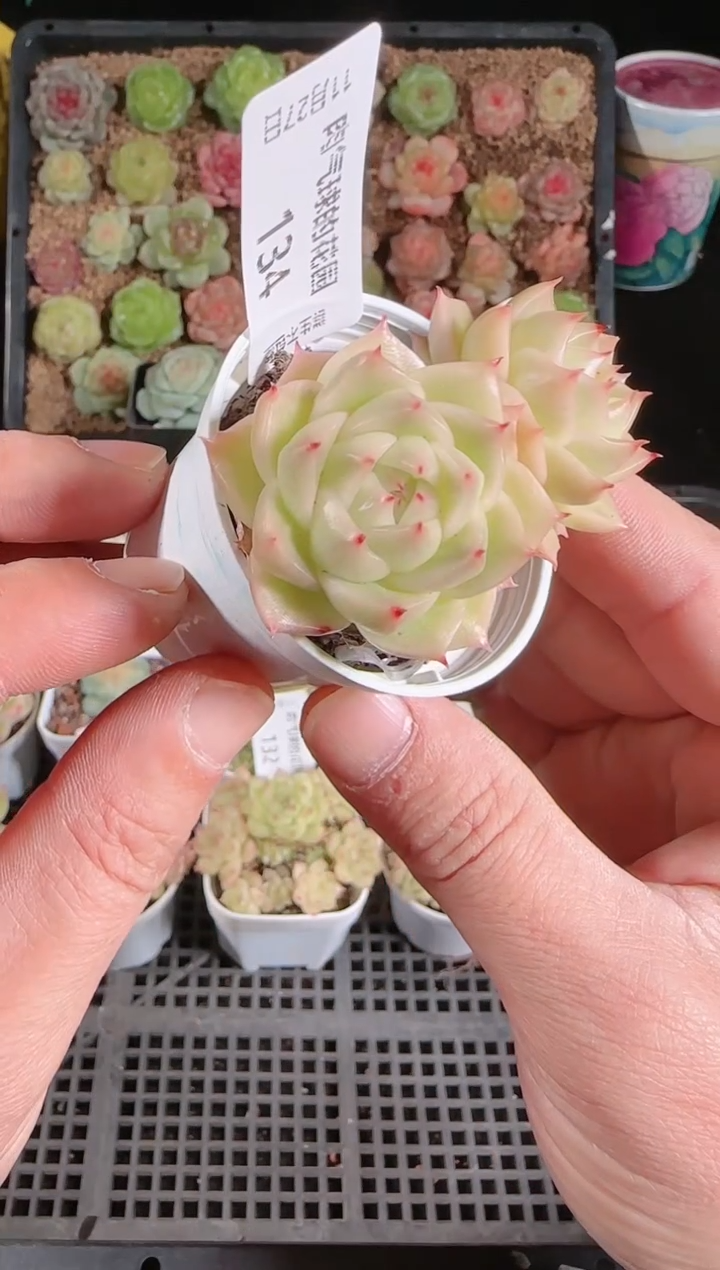 1127-134群生不包整