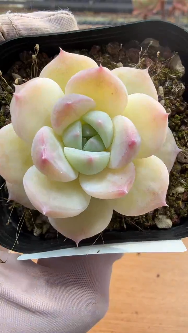 东云多肉园二店-200