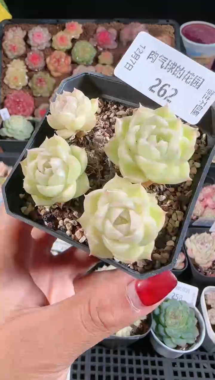 1207-262多肉群生不包整