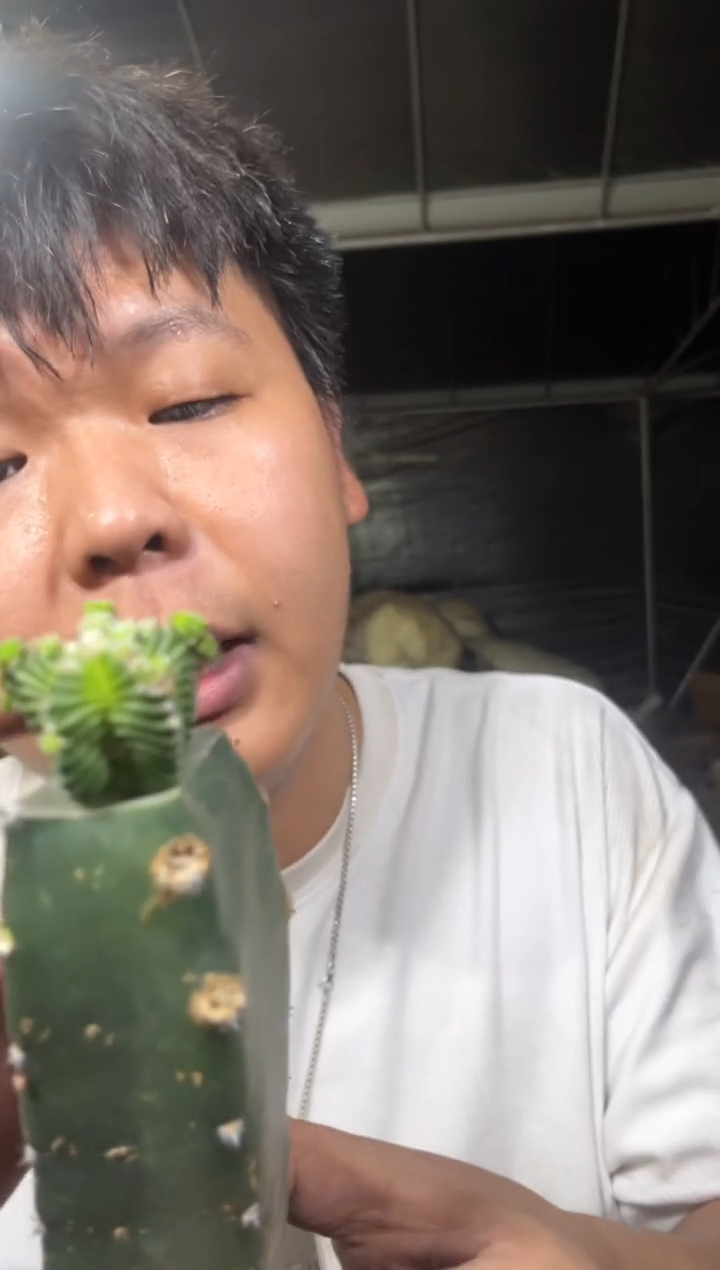 五星花笼【嫁接】秀普柱