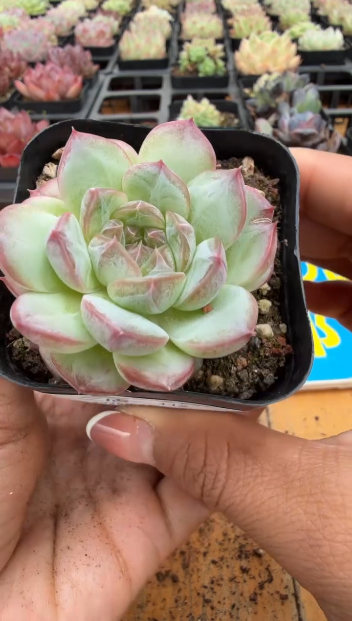 东云多肉园二店-112