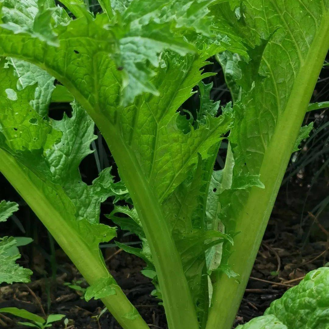 （书记助农）芥菜  包邮