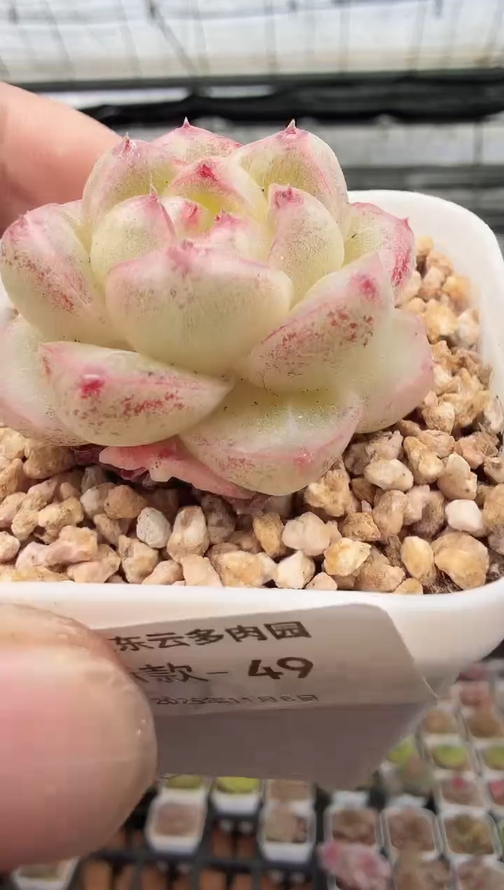 东云多肉园新款-49