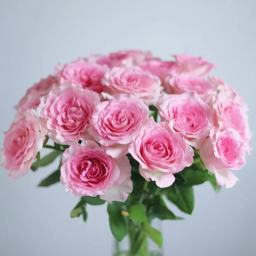 [牛牛甄选]AA级洛神单头玫瑰 一单包邮 云南昆明基地现采现发