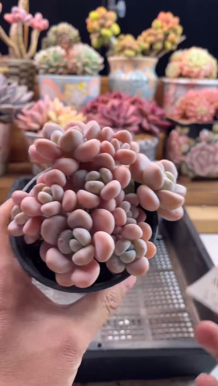 【闪购商品】2.9-41洛神