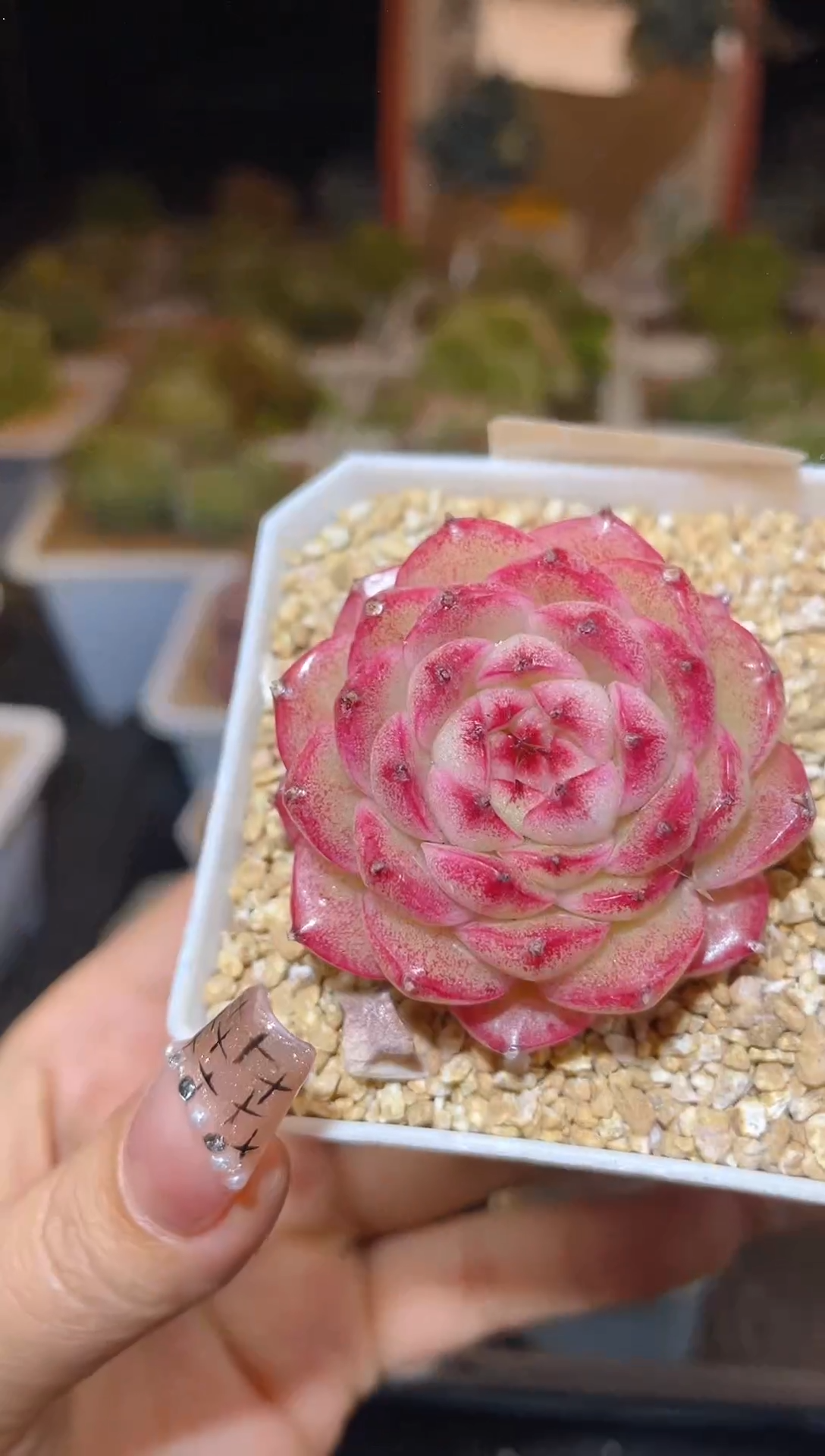 【闪购商品】246蜜蜜甜