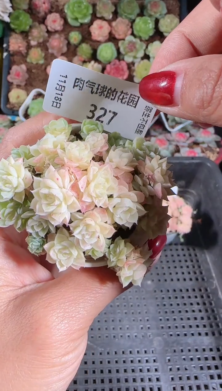 1118-327群生不包整