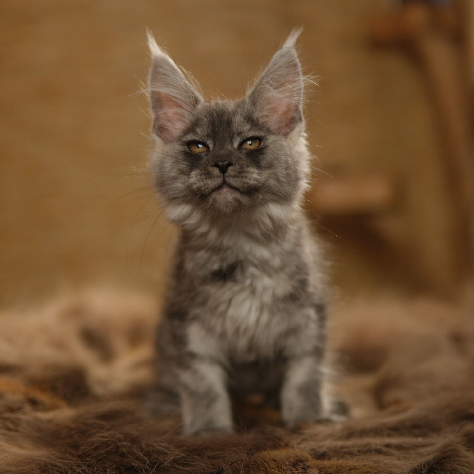 缅因猫活体烟灰妹妹