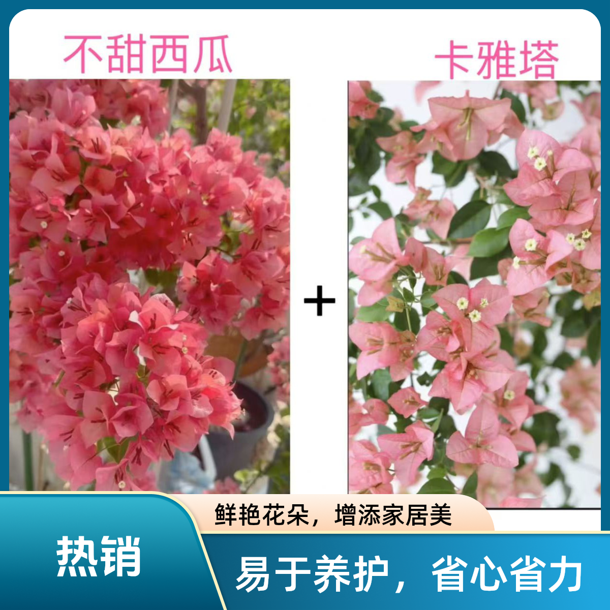 不甜西瓜+卡亚塔（名贵组合）到手2颗三角梅基地直发不带花不带盆