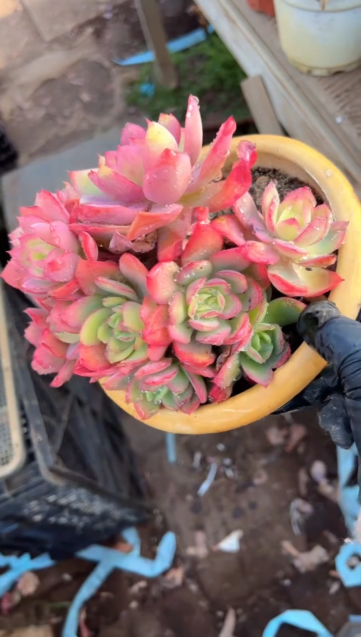 ?**斯多肉植物一物一拍30418